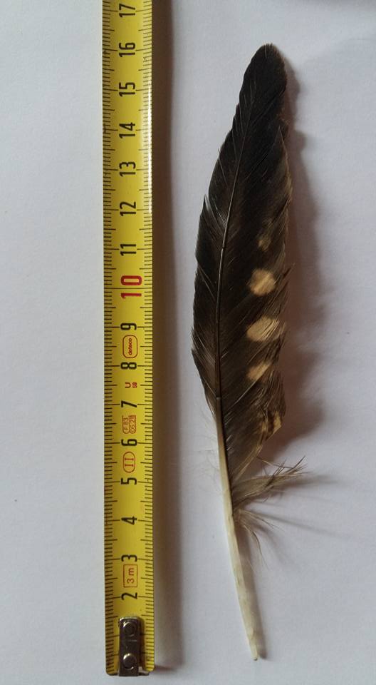penna
